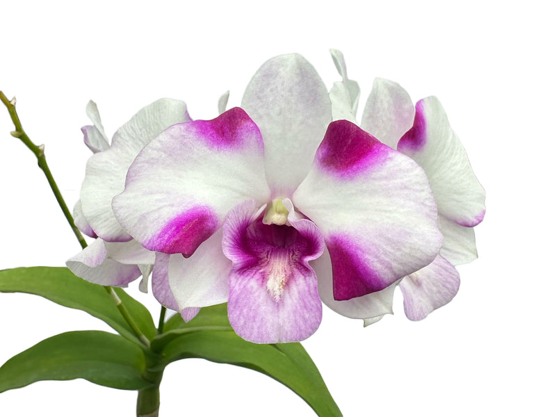 Dendrobium Kultana White Splash