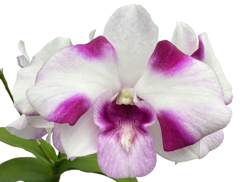 Dendrobium Kultana White Splash