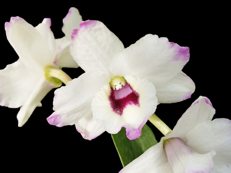 Dendrobium La Quitenita 'Japon'