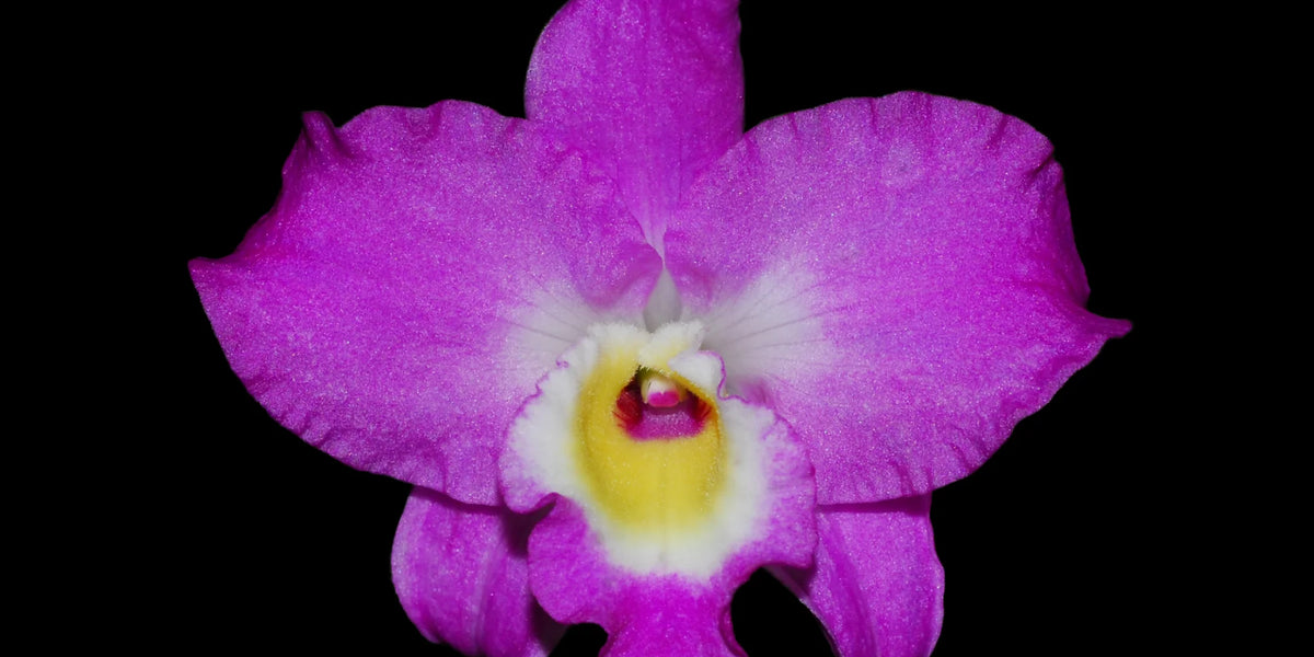 Dendrobium_Lovely_Virgin_2_h00