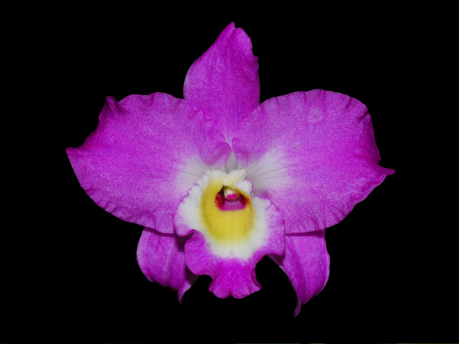 Dendrobium Lovely Virgin # 2 h00399