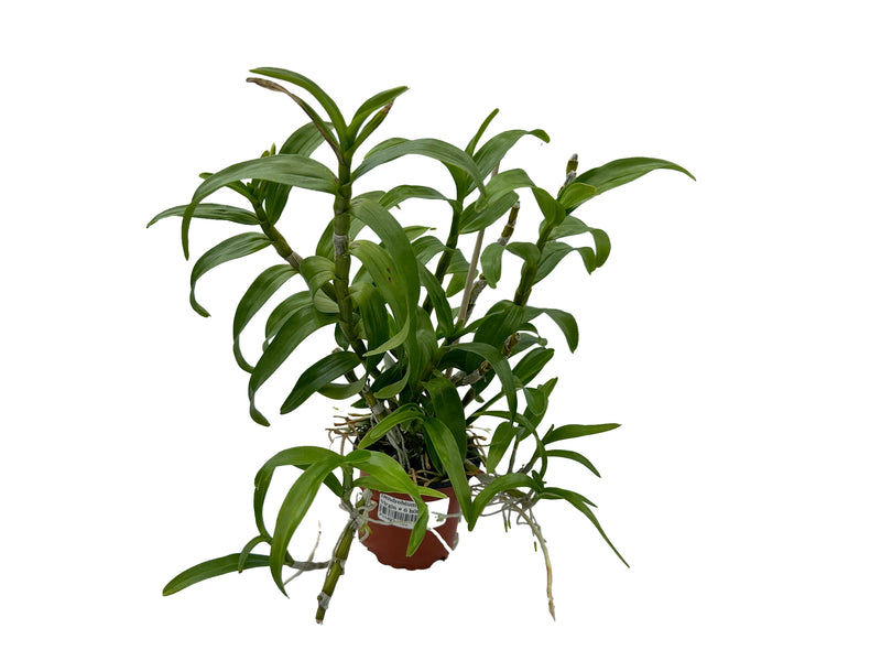 Dendrobium Lovely Virgin # 6 h00403