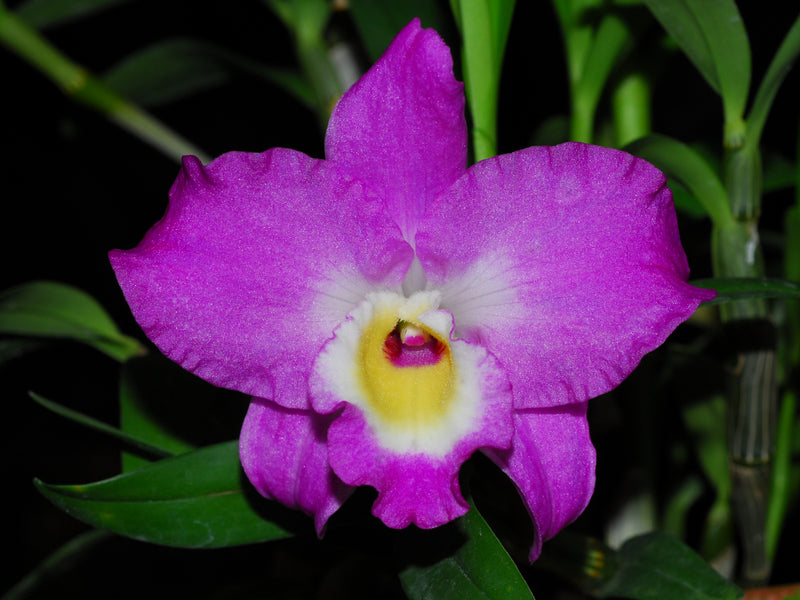 Dendrobium Lovely Virgin # 7 h00404