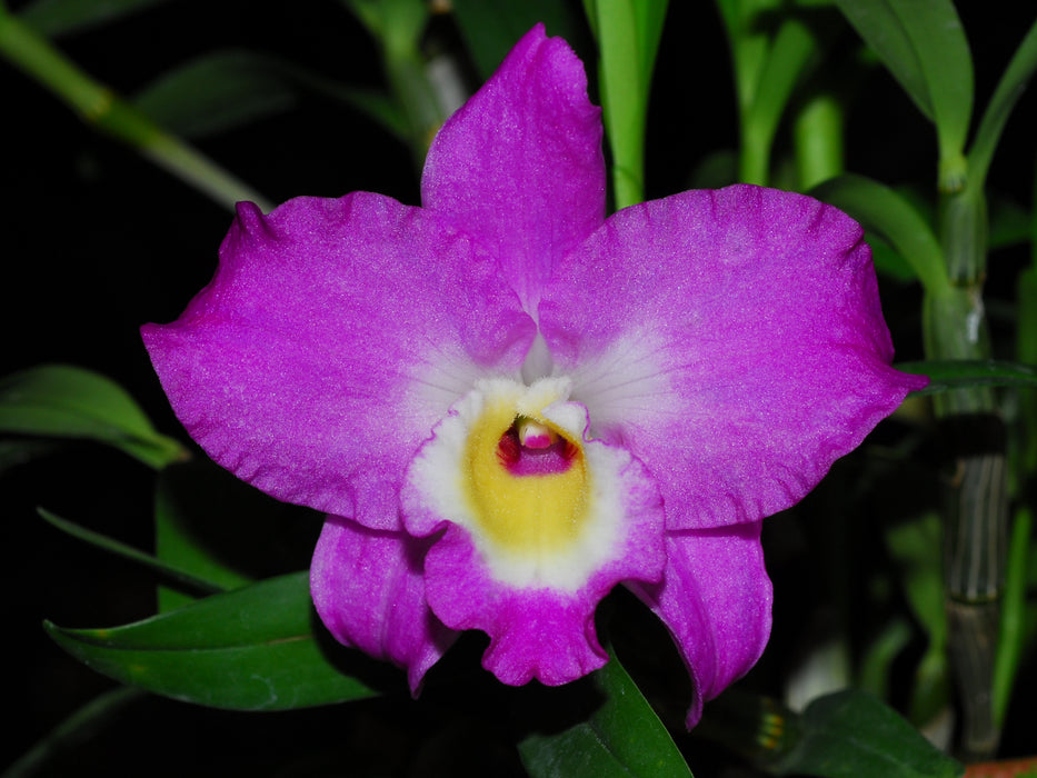 Dendrobium Lovely Virgin # 7 h00404