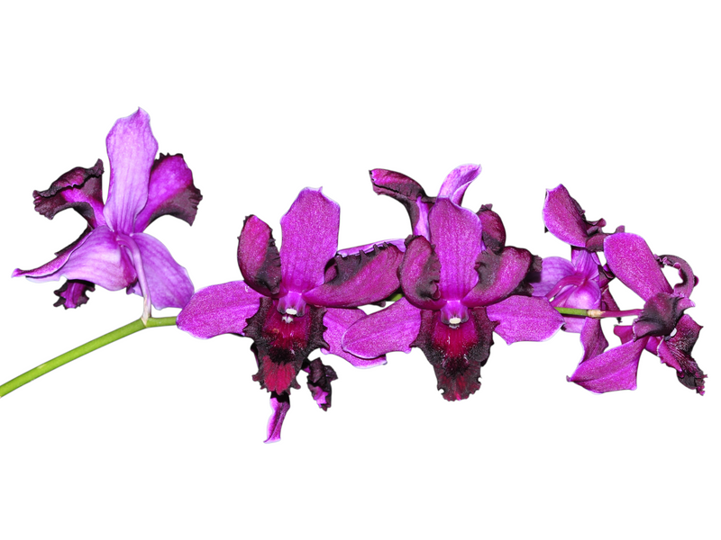 Dendrobium Marcelo Bejarano # 1