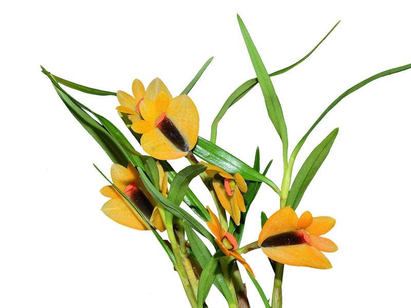 Dendrobium Martine Minet