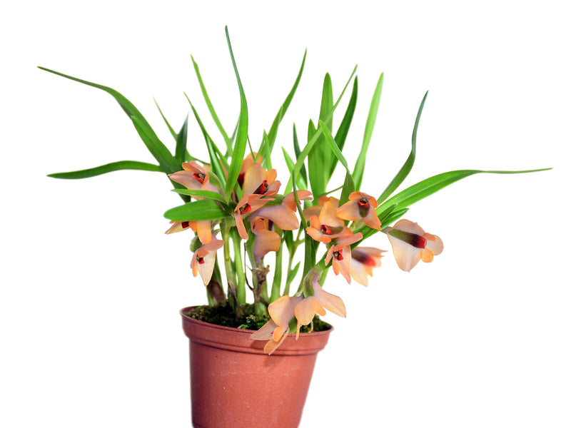 Dendrobium Martine Minet blue-red-orange