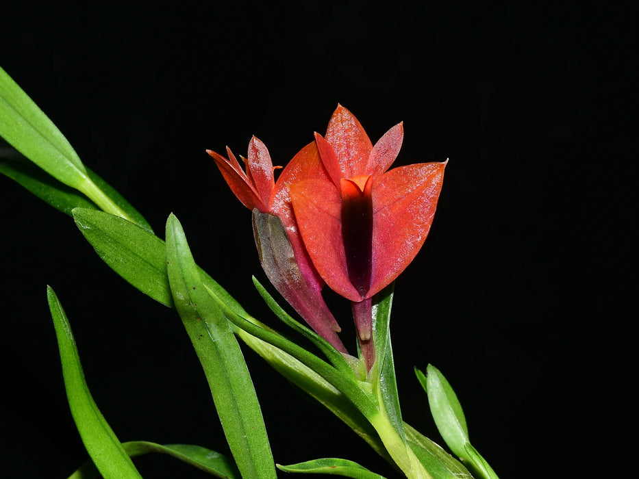 Dendrobium Martine Minet f. red