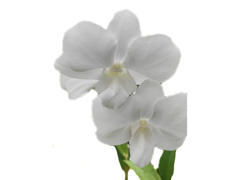 Dendrobium Mee White