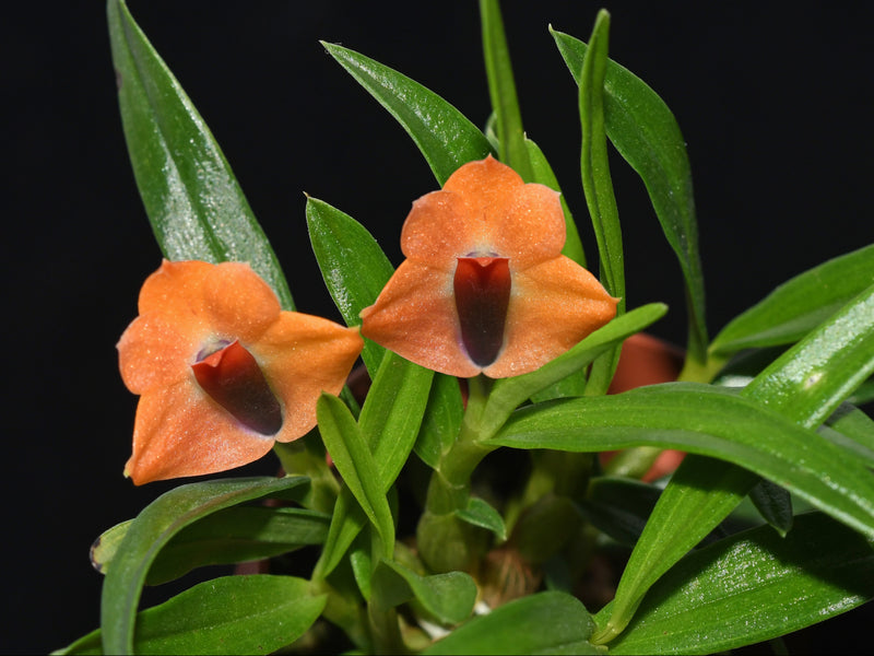 Dendrobium Michel Vallee