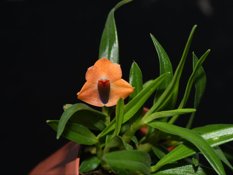 Dendrobium Michel Vallee