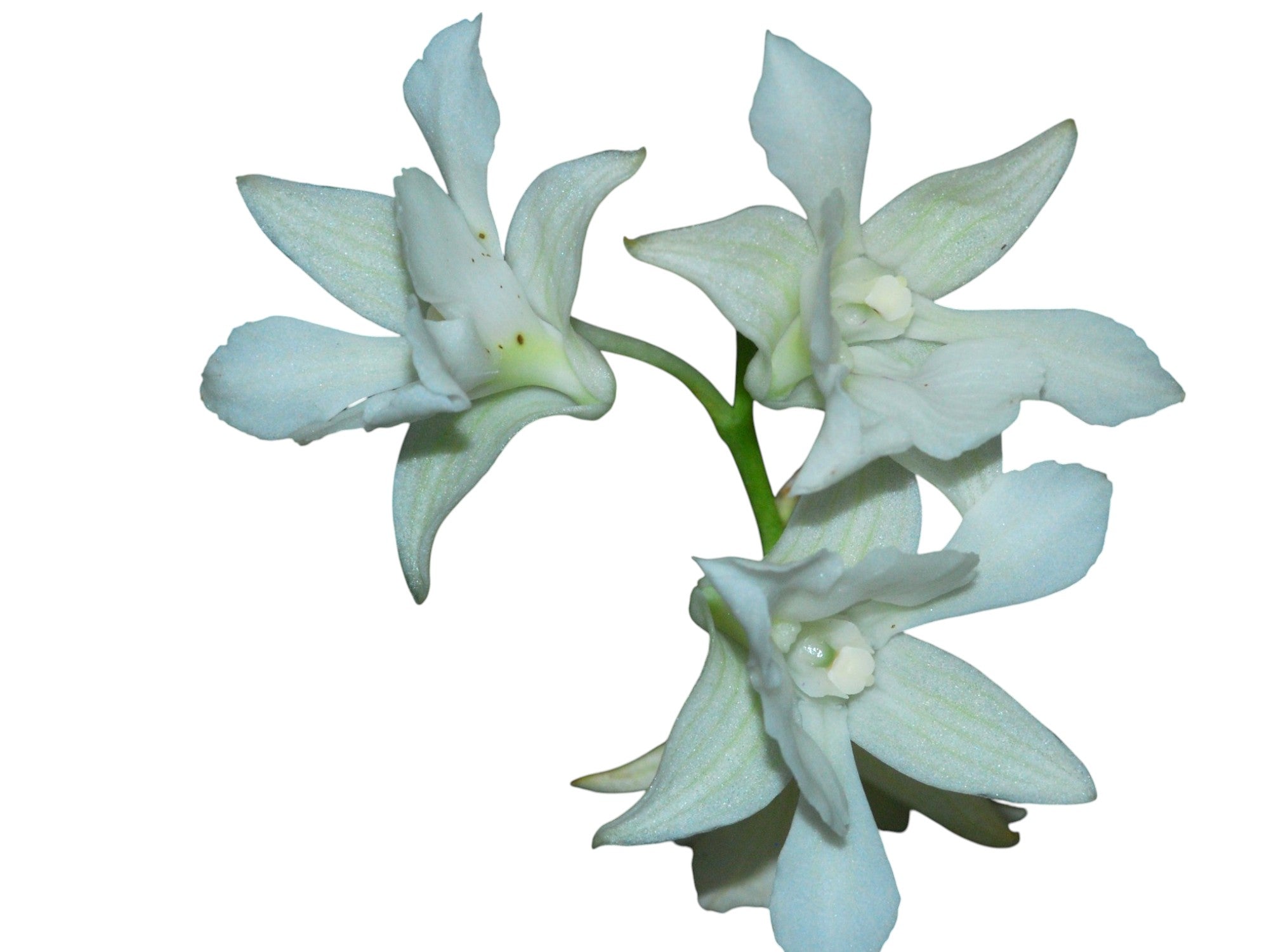 Dendrobium Mini White