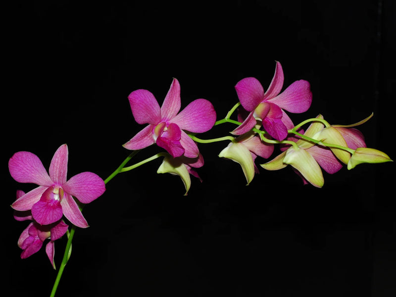 Dendrobium Mini fuschii