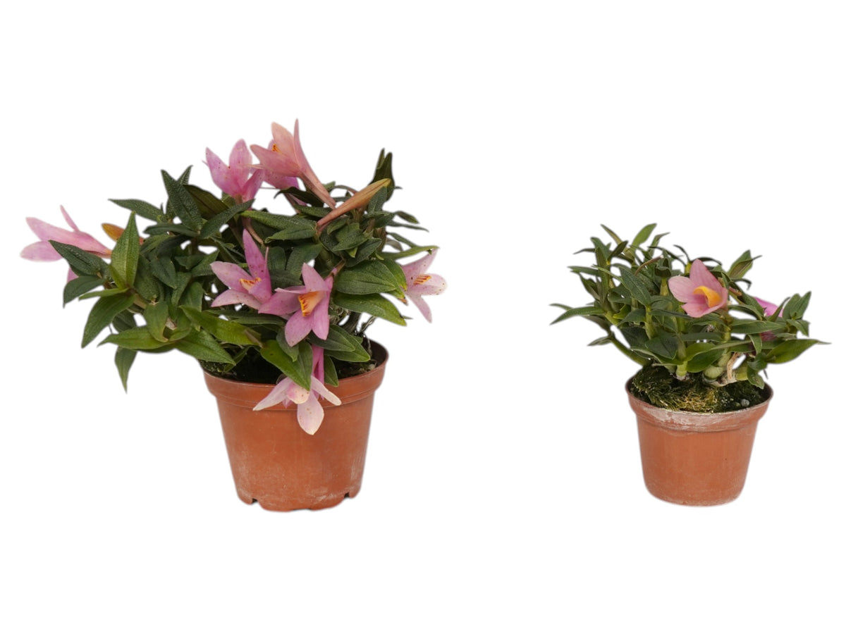 Dendrobium Misty Magic f. pink (Big) – Intermediate-Cool Hybrid Orchid ...