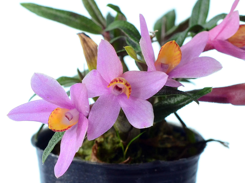 Dendrobium Misty Magic f. pink (Big) – Intermediate-Cool Hybrid Orchid ...