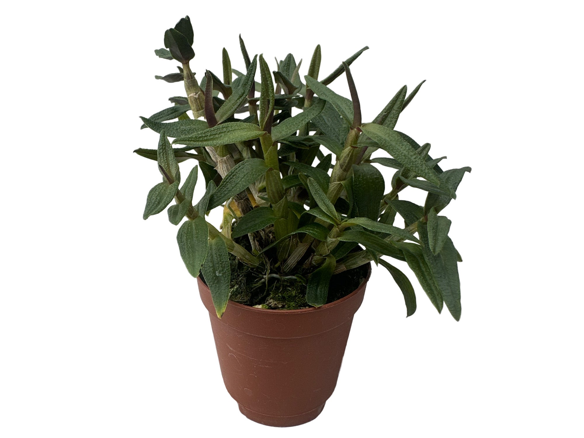 Dendrobium Mountain Magic
