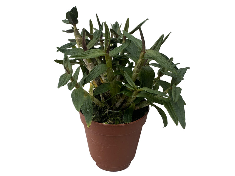 Dendrobium Mountain Magic