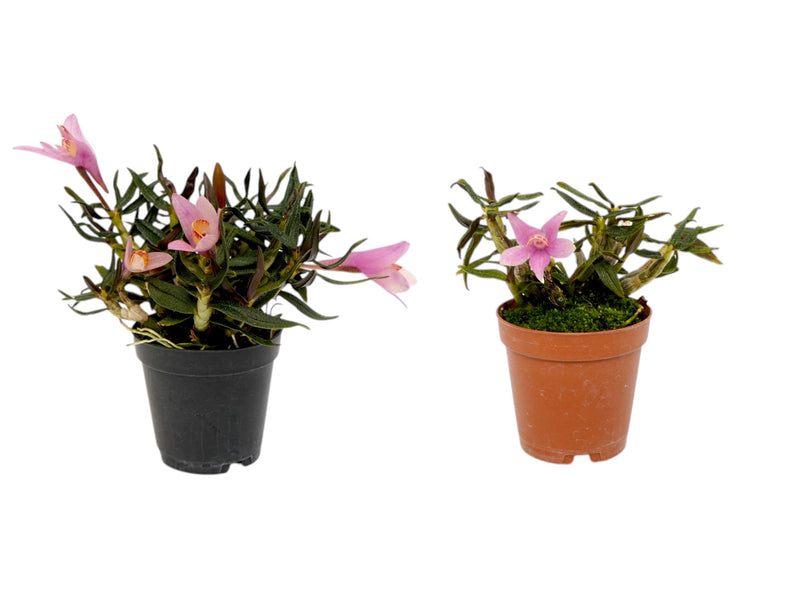 Dendrobium Mountain Magic f. pink (Big)