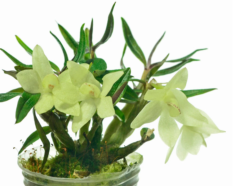 Dendrobium Mountain Magic f. alba — Ecuagenera Orquídeas del Ecuador