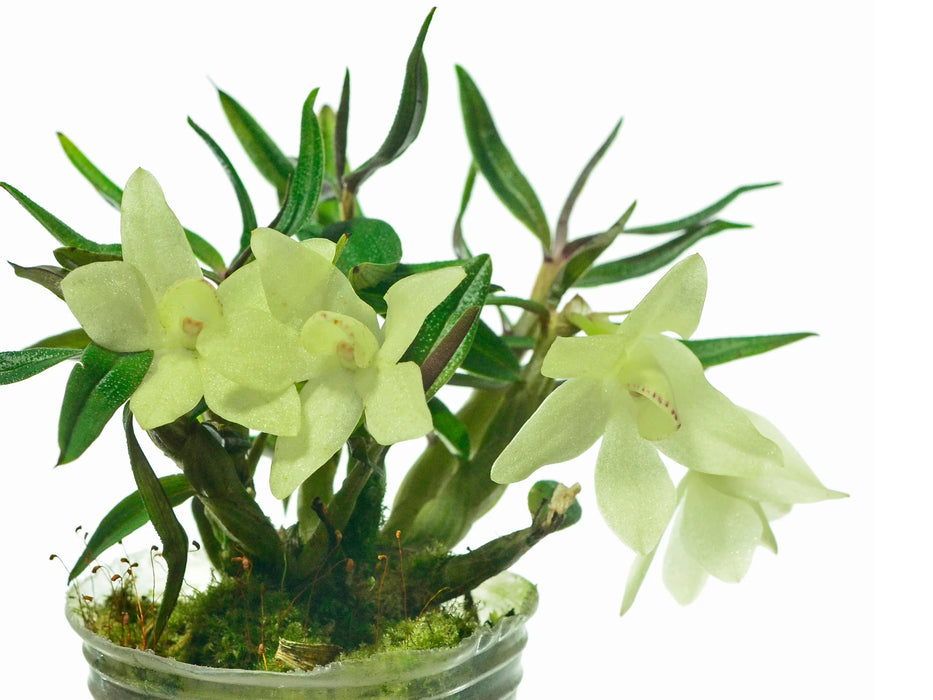 Dendrobium Mountain Magic f. alba