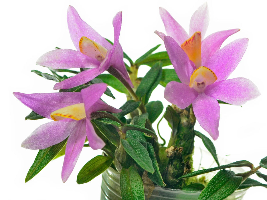 Dendrobium Mountain Magic f. pink