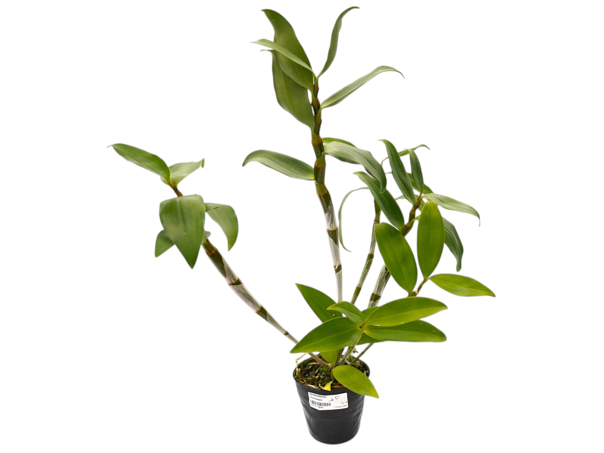 Dendrobium Mousmee