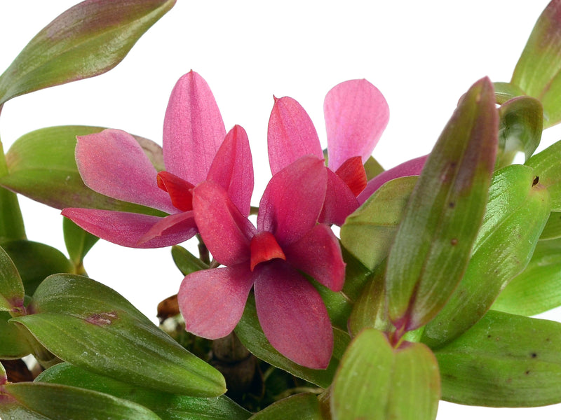 Dendrobium Mtn's Butterfly Kisses large