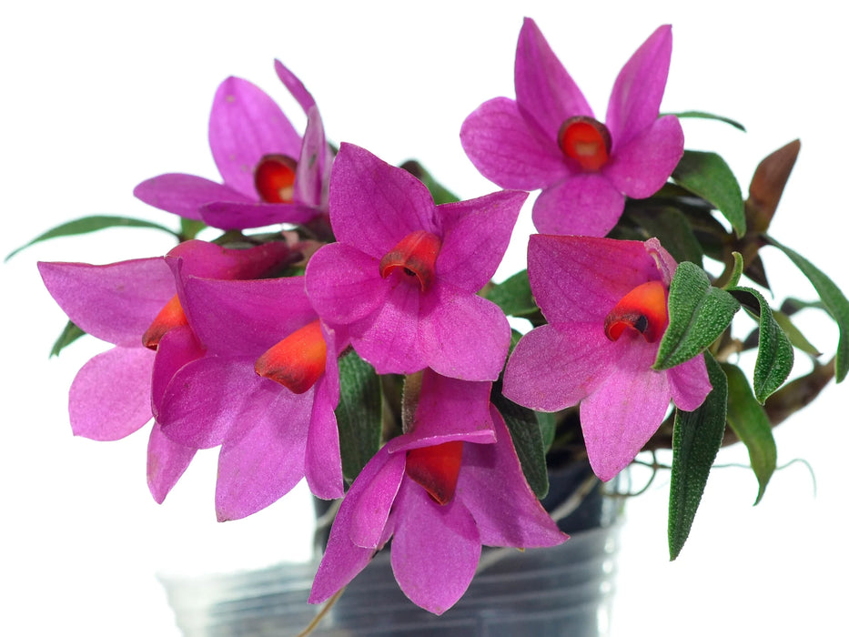 Dendrobium Mtn's Butterfly Kisses f. pink