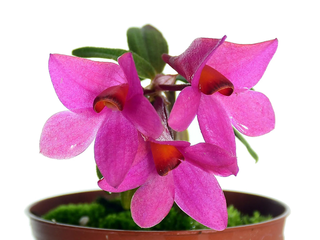 Dendrobium Mtn's Butterfly Kisses f. pink — Ecuagenera Orquídeas