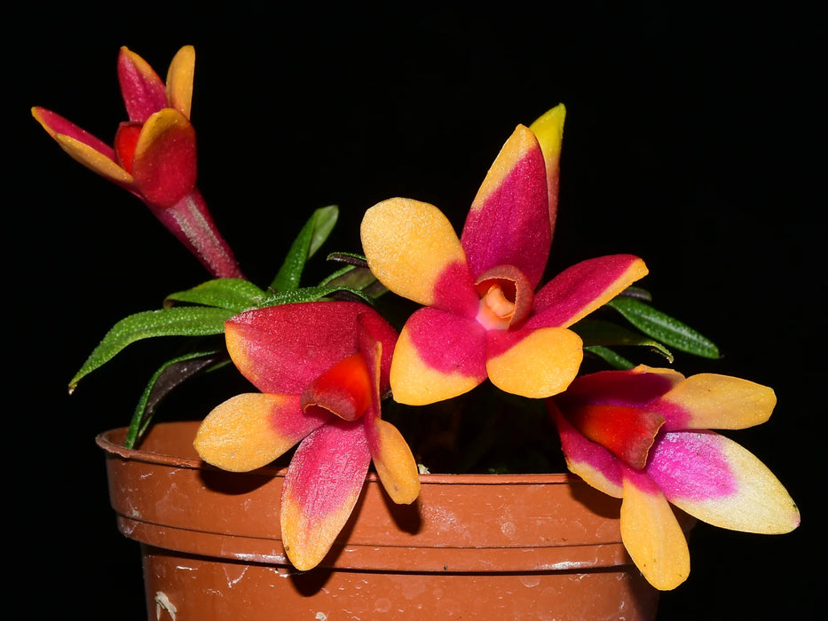 Dendrobium Mtn's Butterfly Kisses f. rojo xanthinum