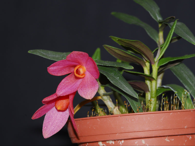 Dendrobium Mtn's Butterfly Kisses large