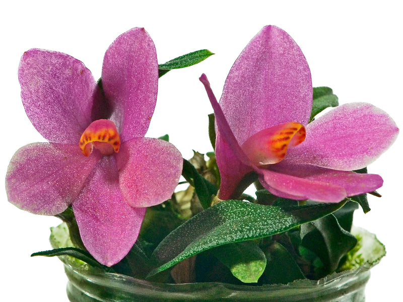 Dendrobium Nagomi f. pink