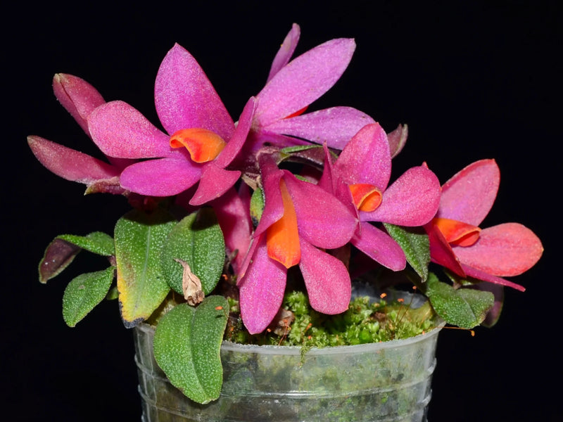 Dendrobium Nagomi f. pink