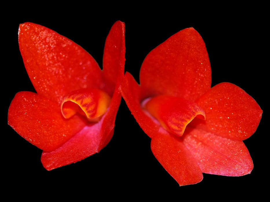 Dendrobium Nagomi f. red