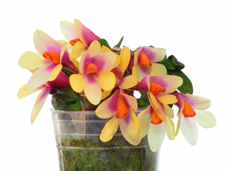 Dendrobium Nagomi yellow light red