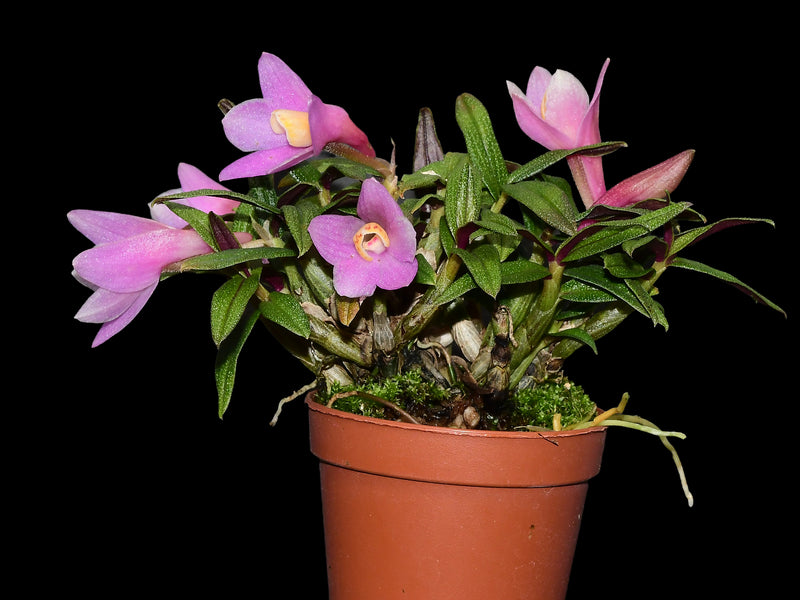 Dendrobium Nagomi yellow light red x Dendrobium cuthbertsonii