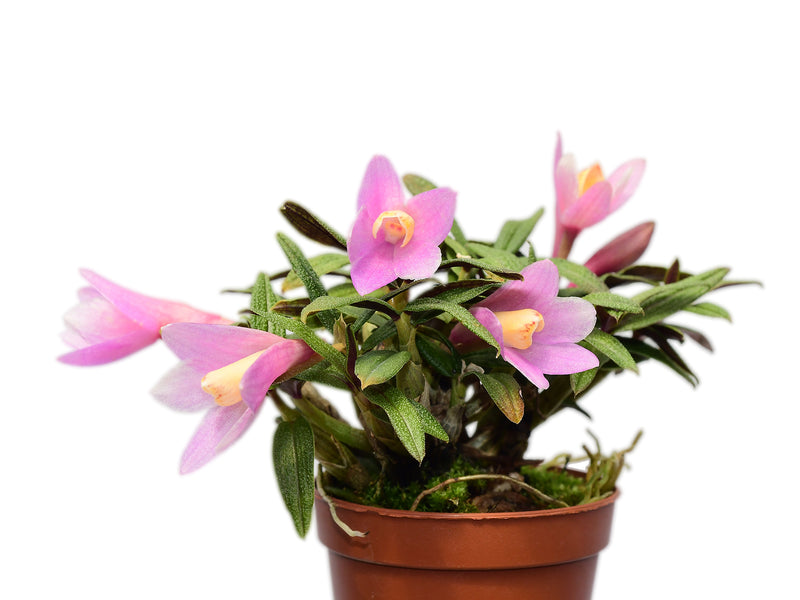 Dendrobium Nagomi yellow light red x Dendrobium cuthbertsonii