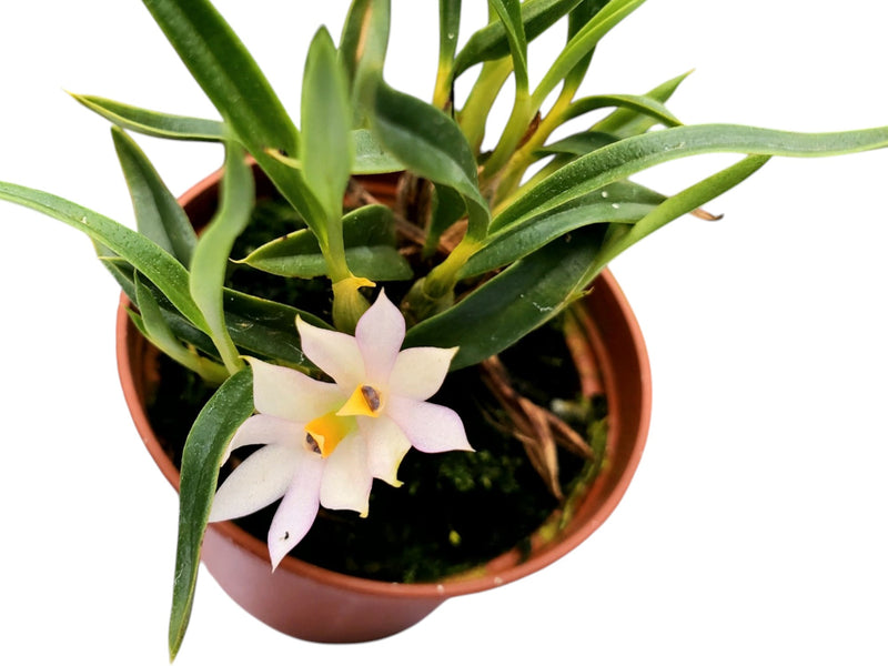 Dendrobium Nikole Portilla