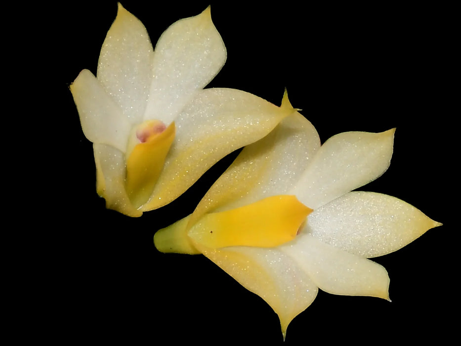 Dendrobium Nikole Portilla