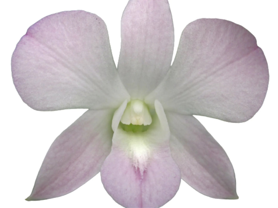 Dendrobium Omu Pink