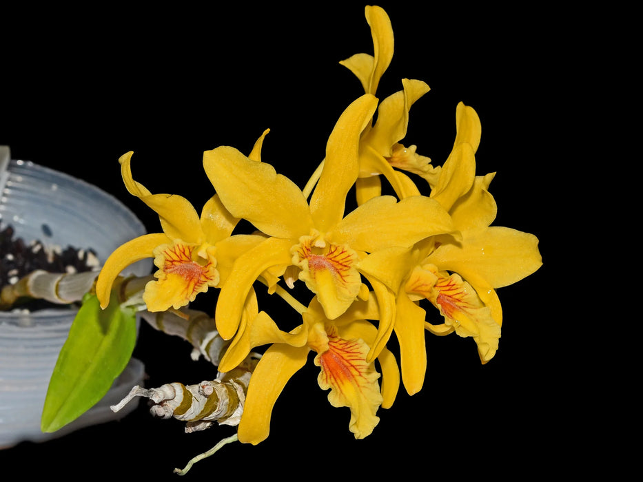 Dendrobium Orange Chin Sai