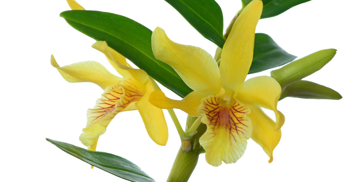 Dendrobium Orange Chin Sai — Ecuagenera Orquídeas del Ecuador