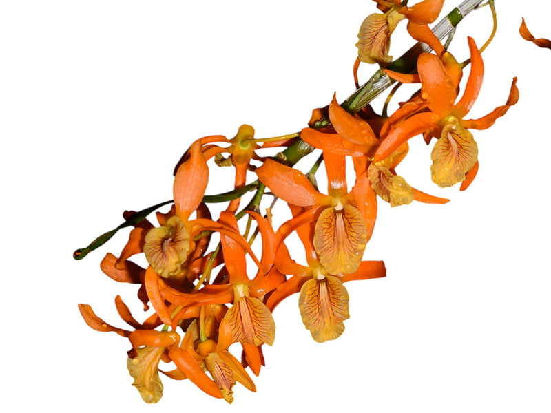 Dendrobium Orange Chin Sai x Den. unicum