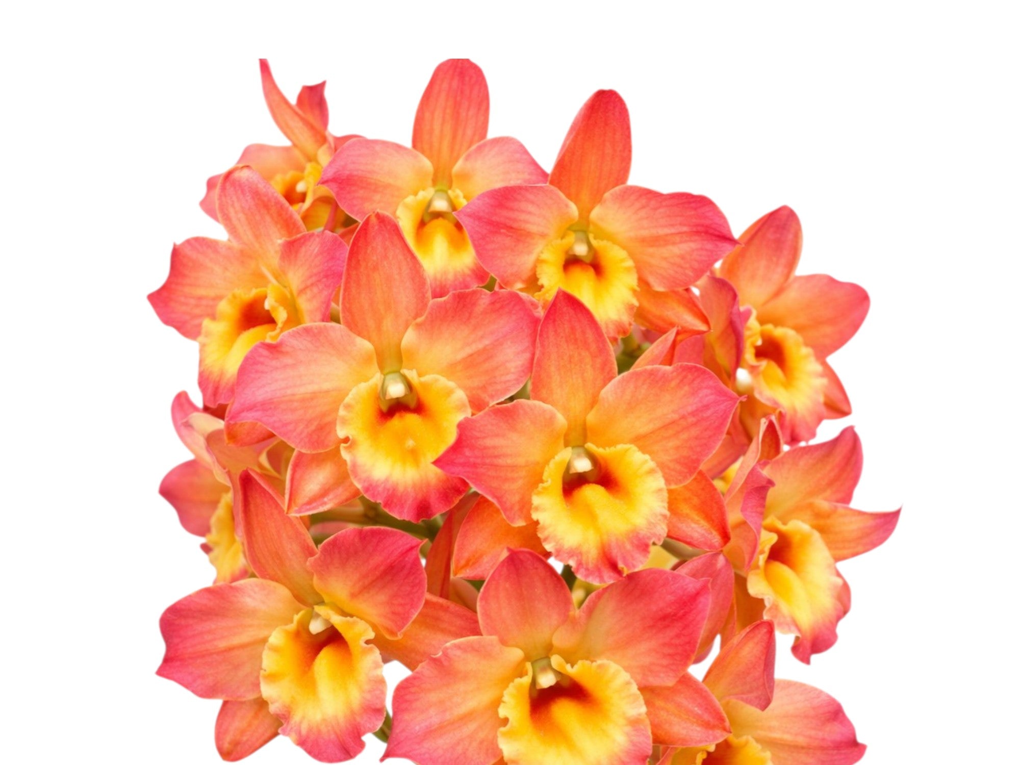 Dendrobium Oriental Smile
