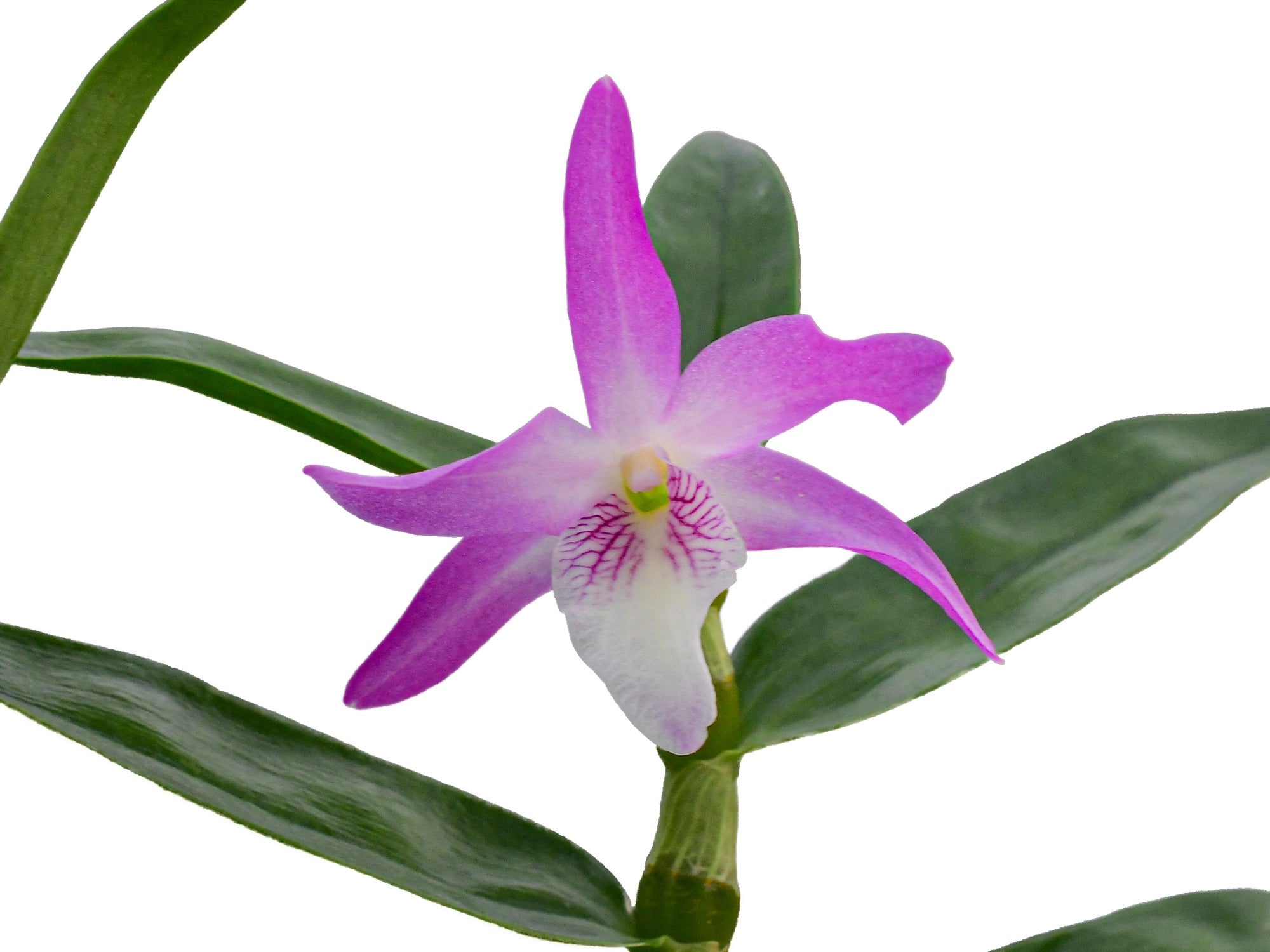 Dendrobium Over the Rainbow