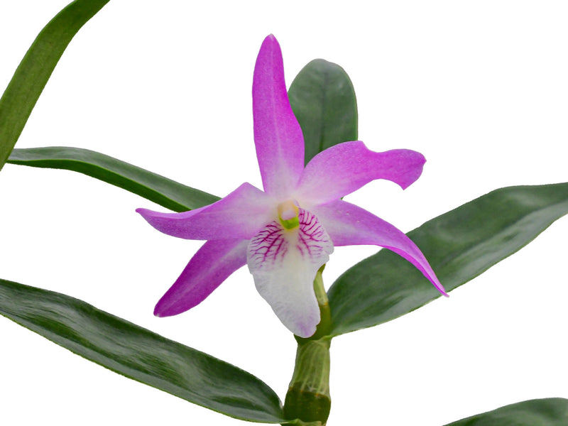 Dendrobium Over the Rainbow