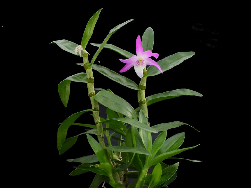 Dendrobium Over the Rainbow