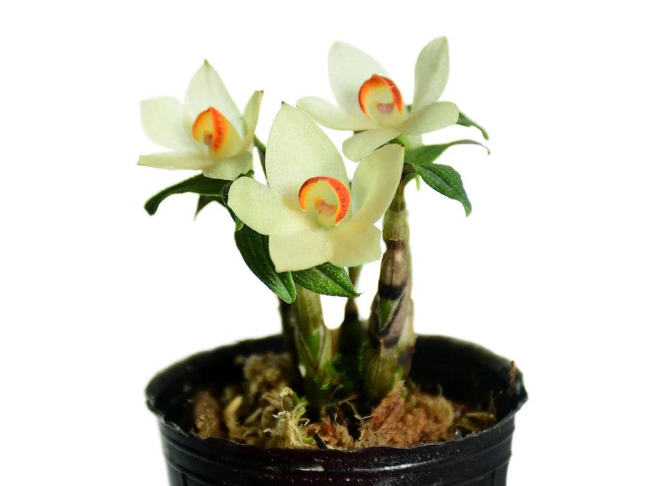 Dendrobium Papuatu f. alba