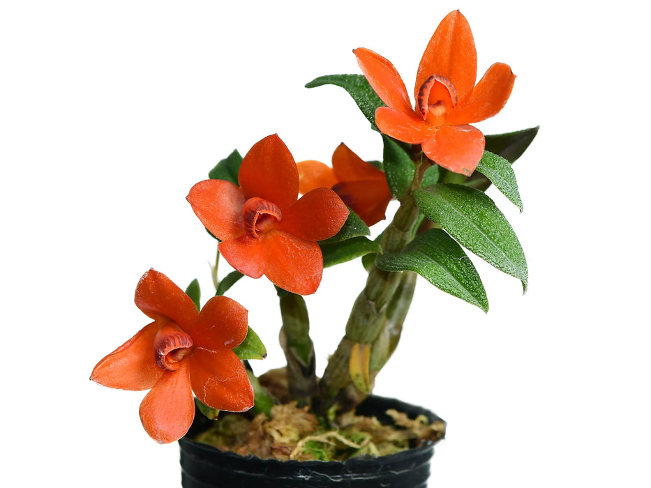 Dendrobium Papuatu f. orange