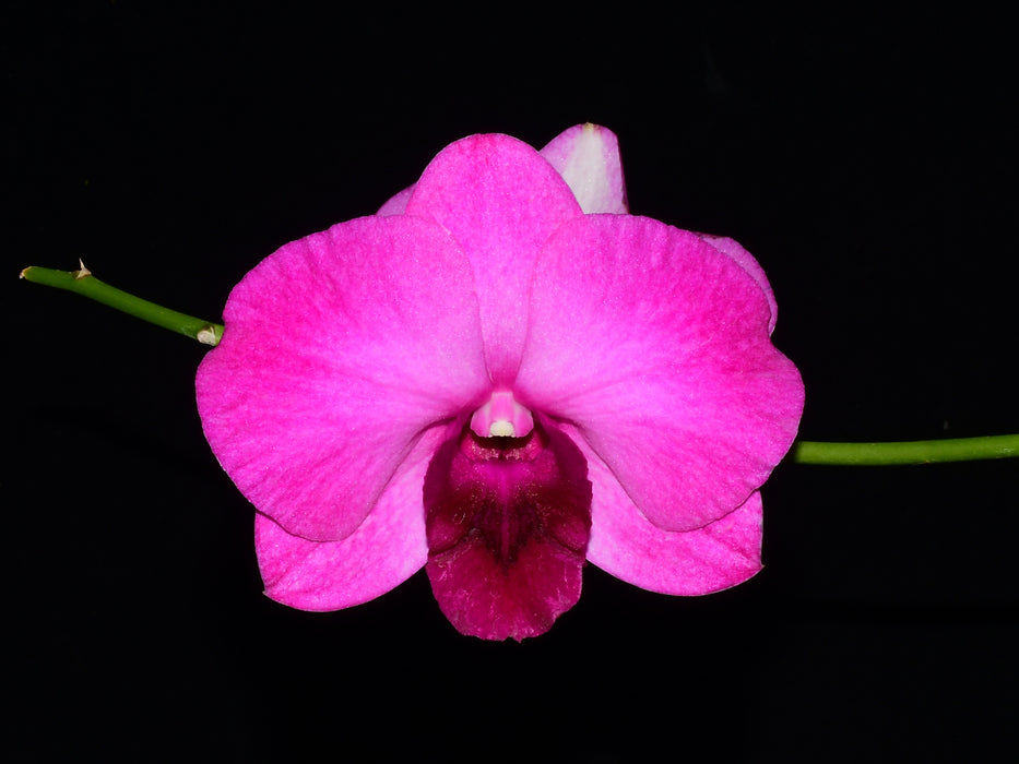 Dendrobium Parma Violet